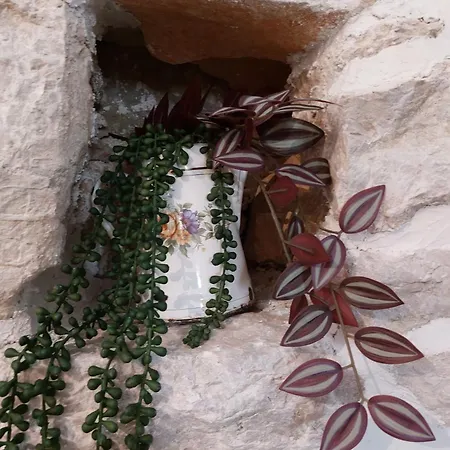 Maslina Stone House *